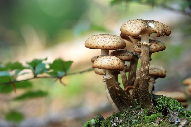 Foraged Ingredients